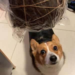 Meet your Posher, Elsa